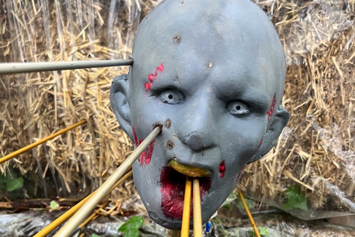 a bird that is eating some grass