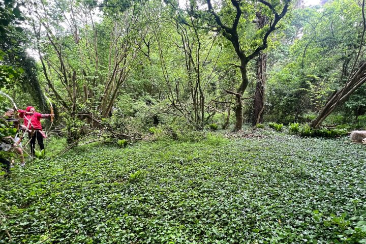 a tree in the middle of a lush green forest