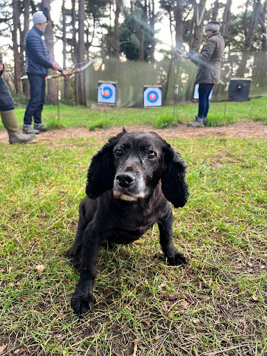 Black dog in a forest with people archery in the background.